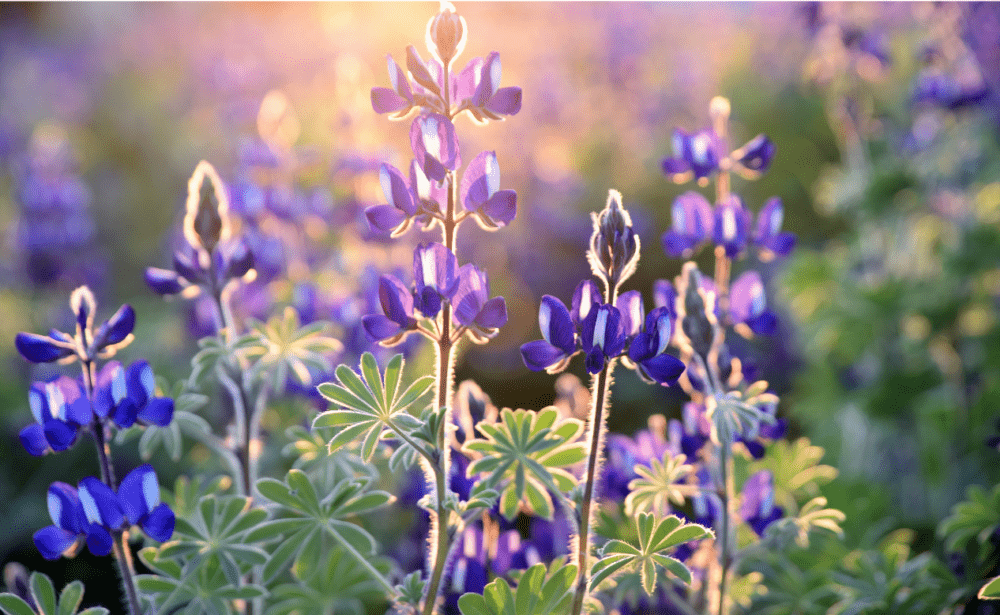 projektowanie ogrodów