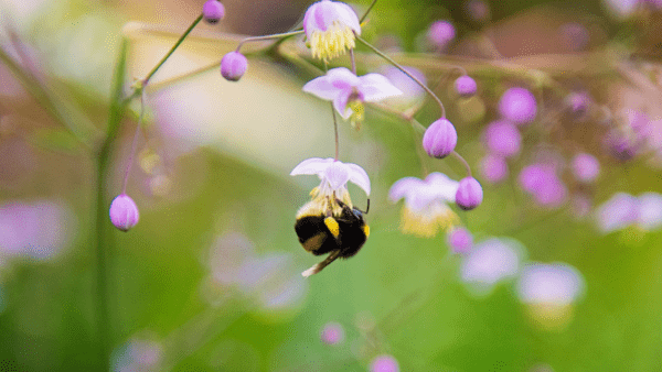 projektowanie ogrodów